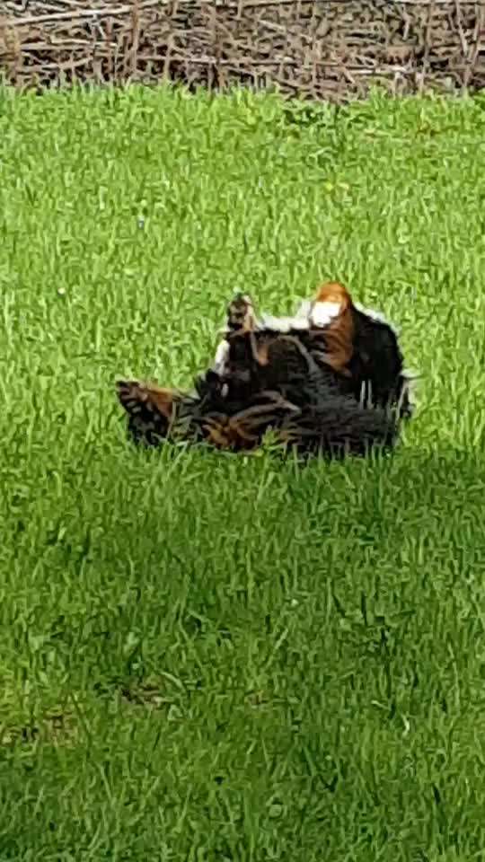 Video Challenge Nr.6
Auf den Spuren der Freiheit🐾🐾-Beitrag-Bild