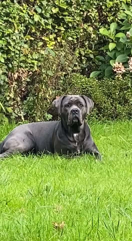 Wühltischwelpen-Beitrag-Bild