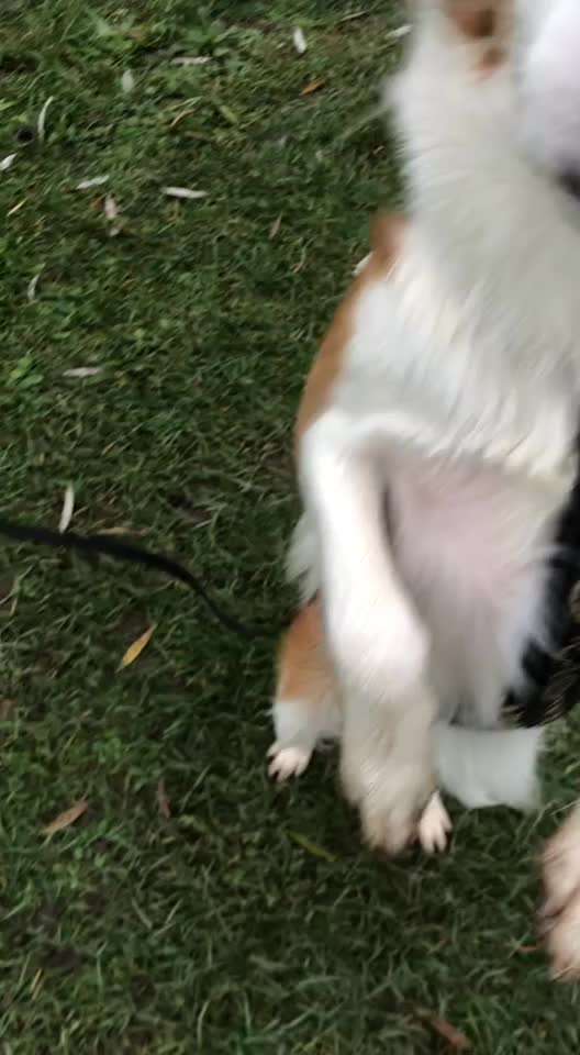 ...zeigt her das allererste Video das ihr von eurem Hund habt...-Beitrag-Bild