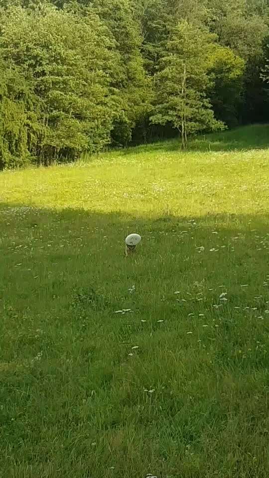 Französische Bulldoggen-Beitrag-Bild