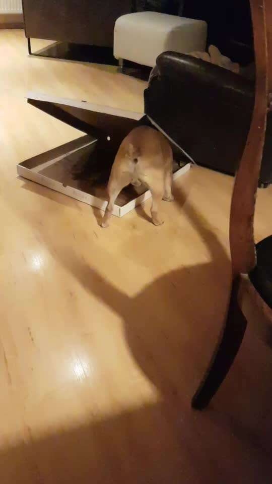 Französische Bulldoggen-Beitrag-Bild