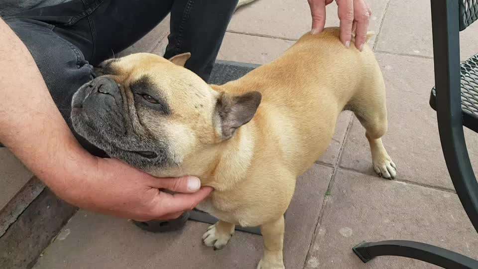 Französische Bulldoggen-Beitrag-Bild