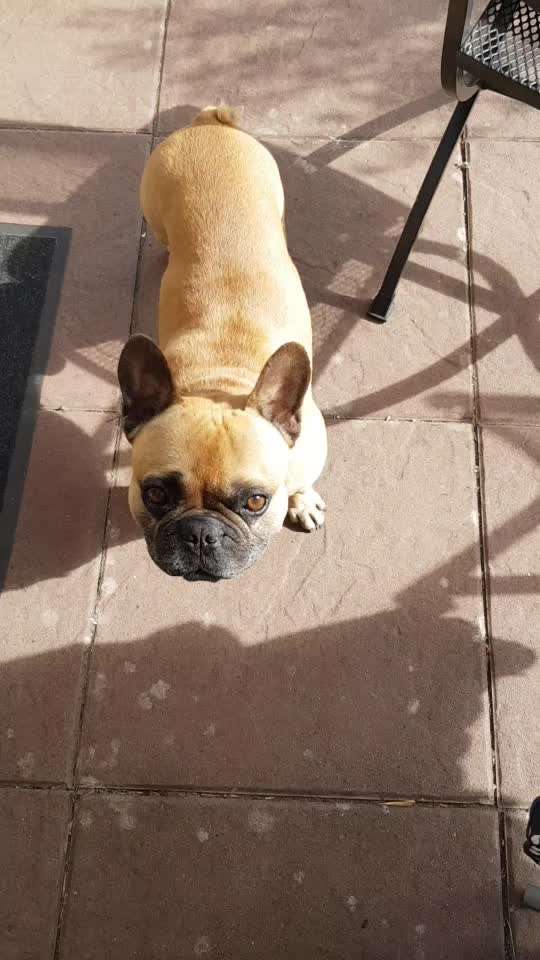 Französische Bulldoggen-Beitrag-Bild