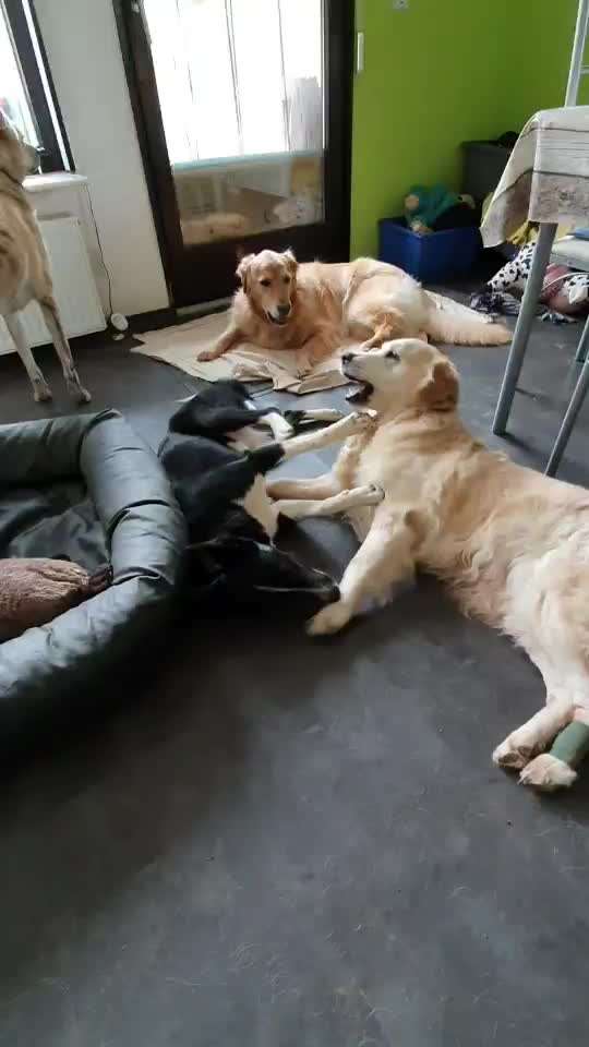 Erfahrung mit älteren Hunden-Beitrag-Bild