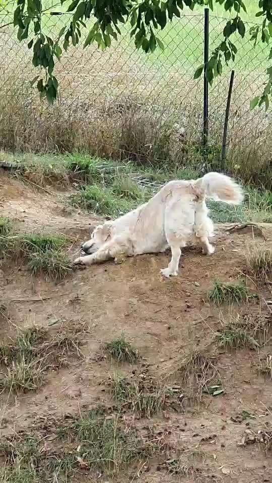 Erfahrung mit älteren Hunden-Beitrag-Bild