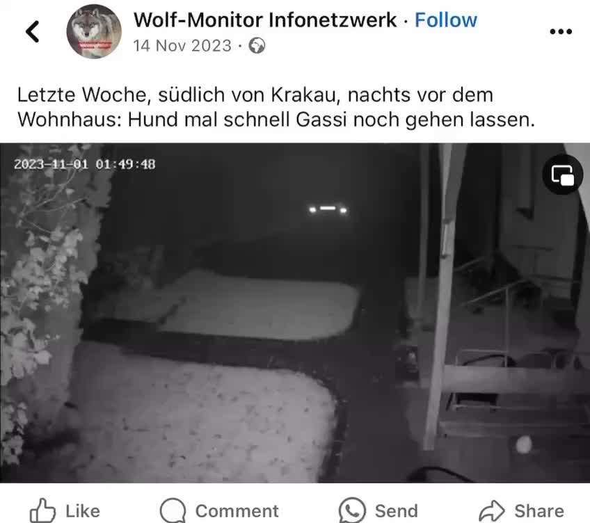 Wolfsangriff in den Niederlanden – Wie sicher sind unsere Hunde?-Beitrag-Bild