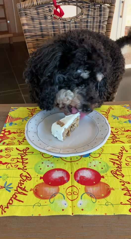 Alles rund um den Pudel-Beitrag-Bild