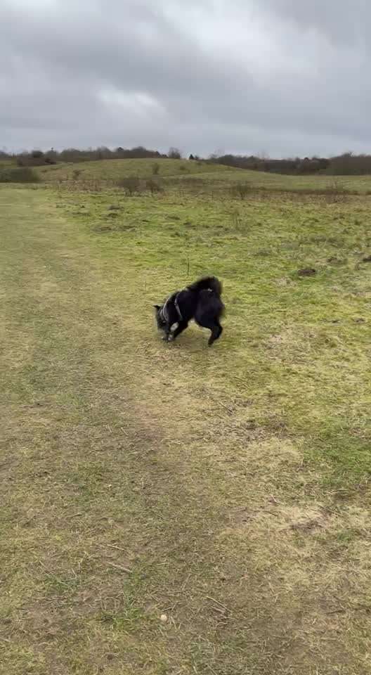 Mischlinge raten - Rätselspaß-Beitrag-Bild