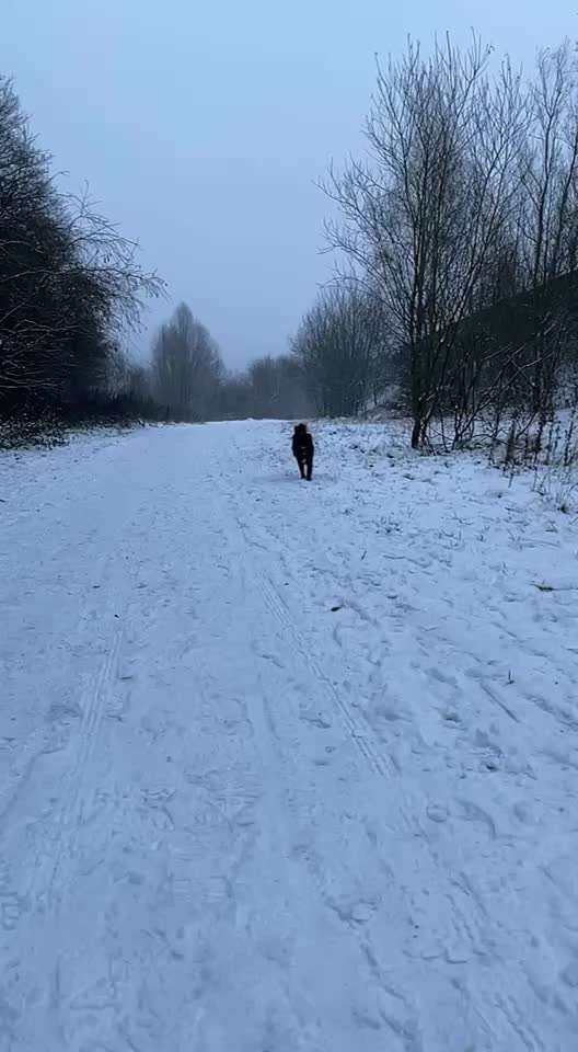 Mischlinge raten - Rätselspaß-Beitrag-Bild