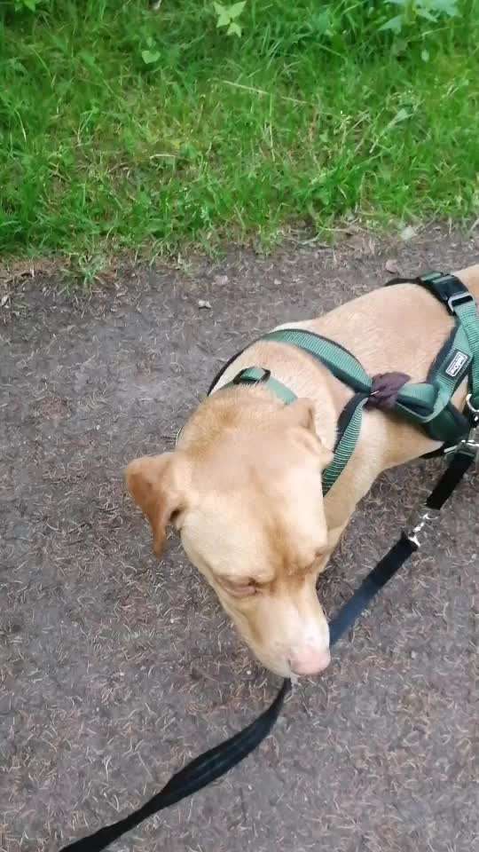 Hundekontakt an der Leine?-Beitrag-Bild