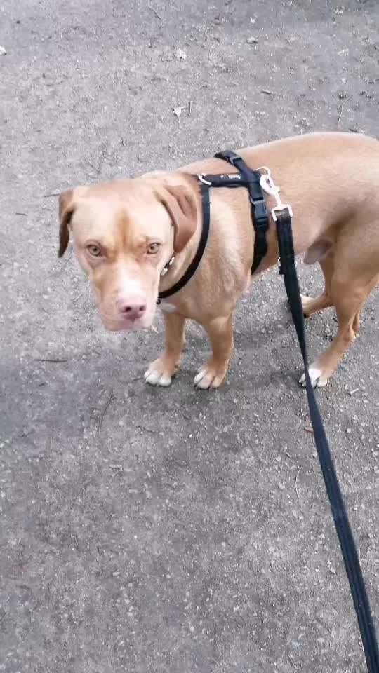 Die wunderschöne Welt mit Hund.-Beitrag-Bild