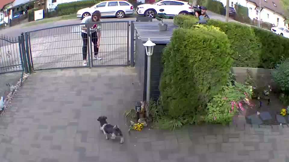 Hund bellt Fernseher an-Beitrag-Bild