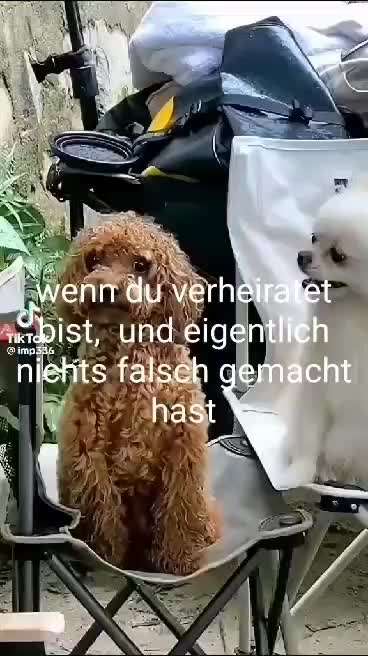 Hunde Memes-Beitrag-Bild