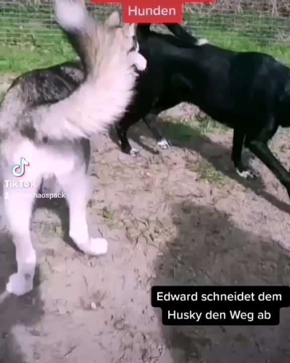 Eingreifen und Korrigieren im Hundepark-Beitrag-Bild