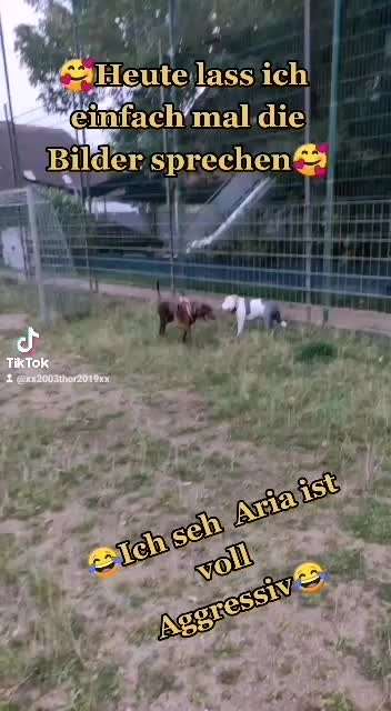 Hundekontakt-Beitrag-Bild