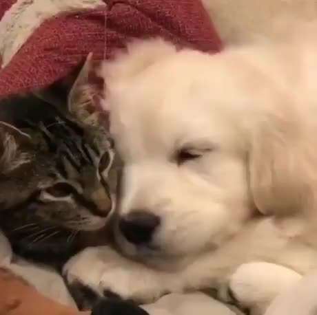 Hunde Memes-Beitrag-Bild