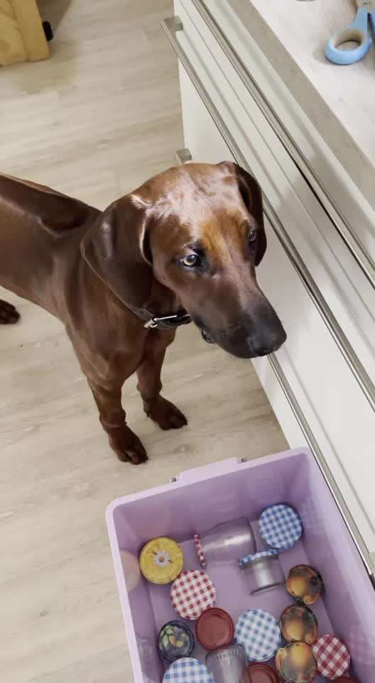 Rhodesian Ridgeback-Beitrag-Bild