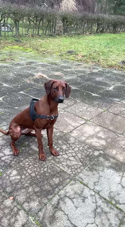 Rhodesian Ridgeback-Beitrag-Bild