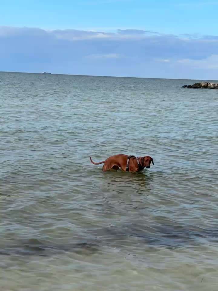 Rhodesian Ridgeback-Beitrag-Bild