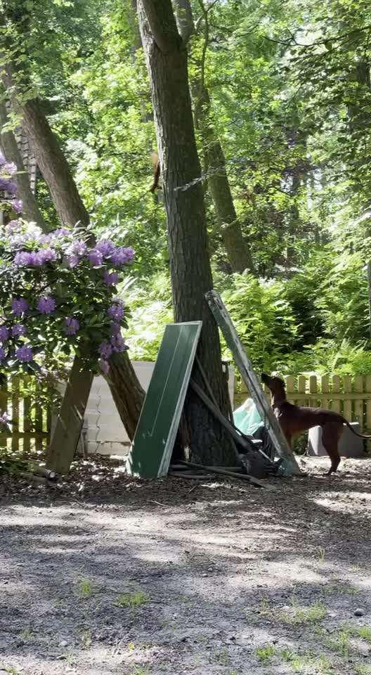 Rhodesian Ridgeback-Beitrag-Bild