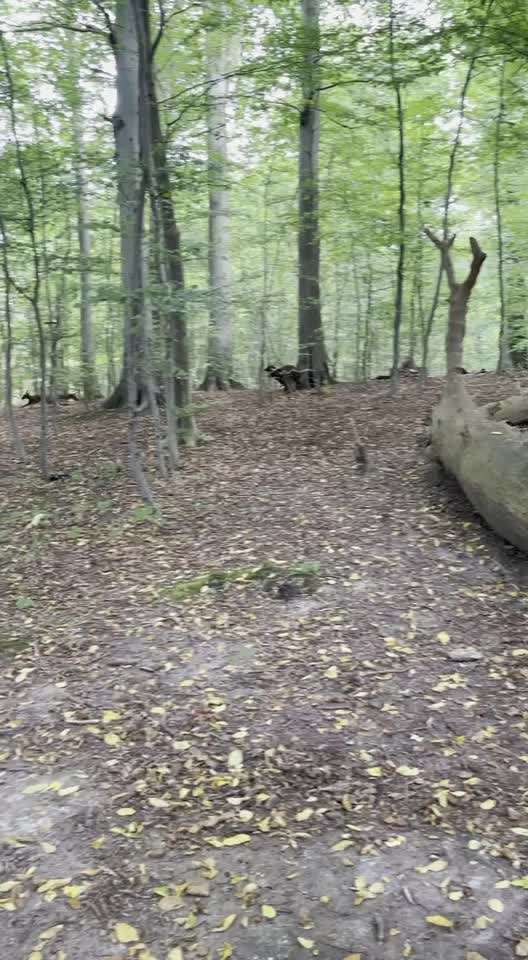 Rhodesian Ridgeback-Beitrag-Bild