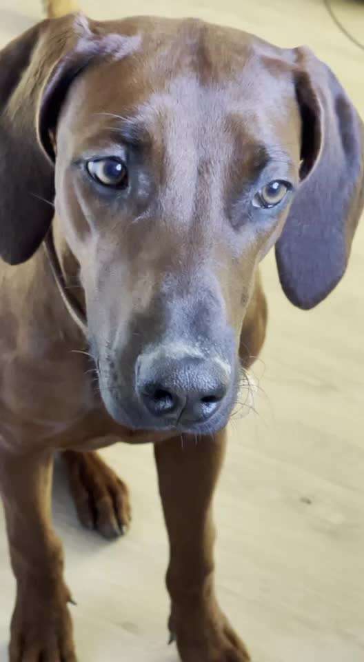 Rhodesian Ridgeback-Beitrag-Bild