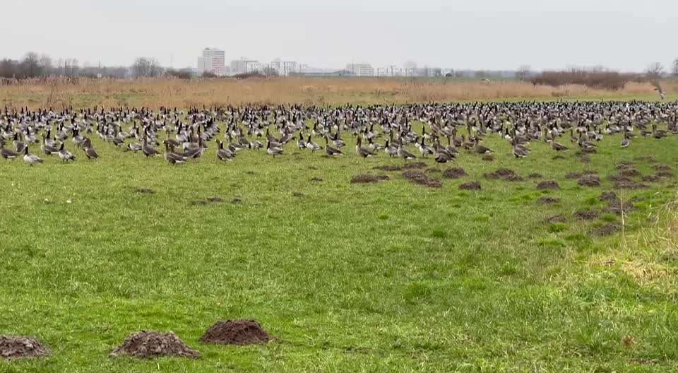 Rhodesian Ridgeback-Beitrag-Bild
