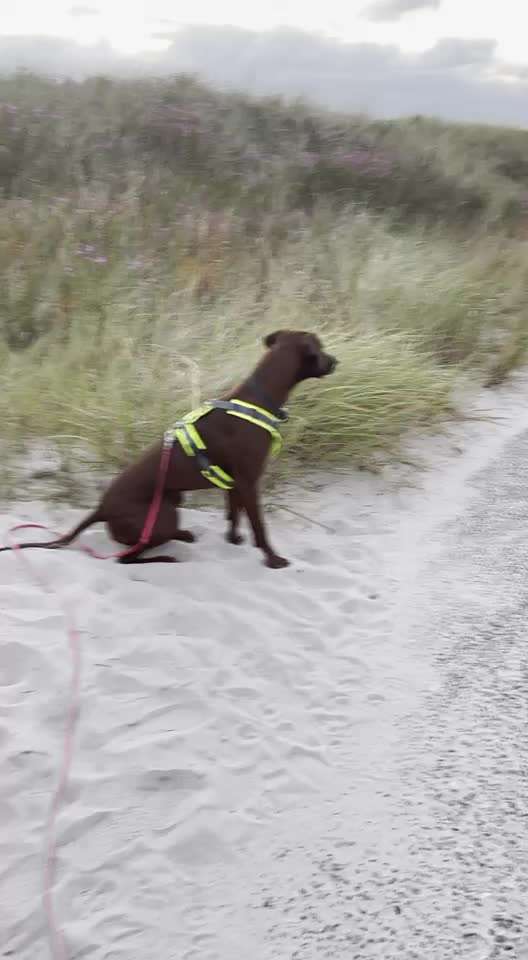 Rhodesian Ridgeback-Beitrag-Bild