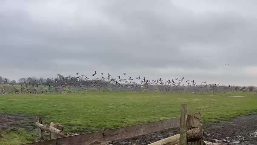 Rhodesian Ridgeback-Beitrag-Bild