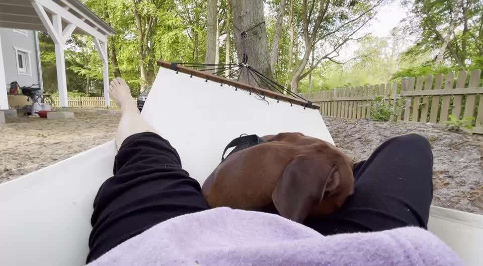 Rhodesian Ridgeback-Beitrag-Bild