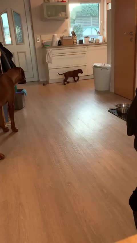 Rhodesian Ridgeback-Beitrag-Bild