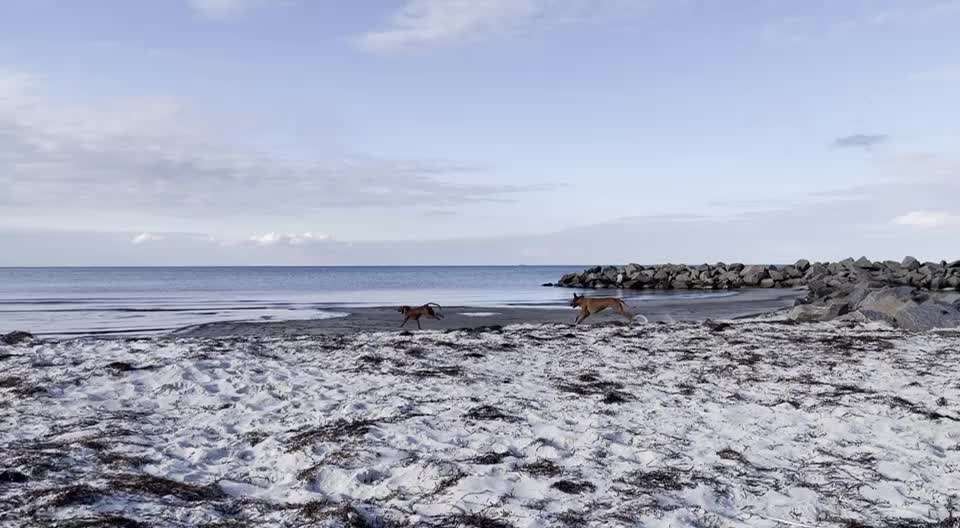 Rhodesian Ridgeback-Beitrag-Bild