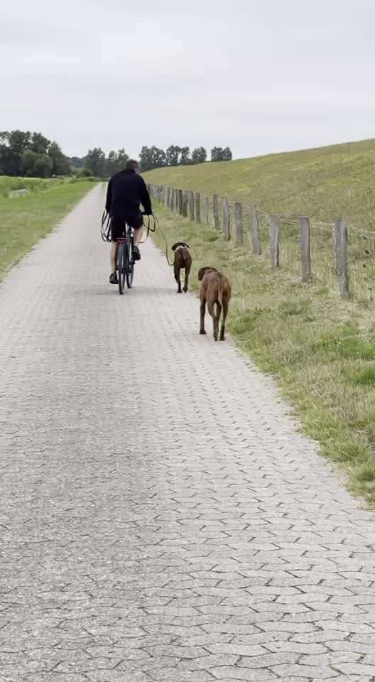 Rhodesian Ridgeback-Beitrag-Bild