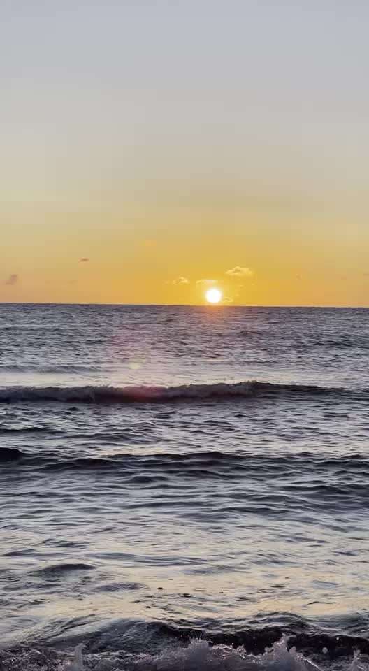 Rhodesian Ridgeback-Beitrag-Bild