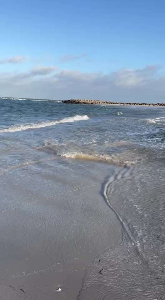 Rhodesian Ridgeback-Beitrag-Bild