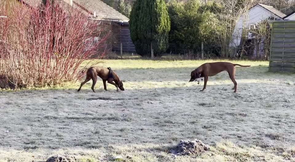 Rhodesian Ridgeback-Beitrag-Bild