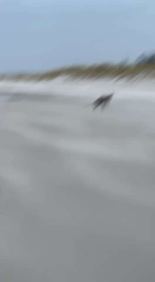 Rhodesian Ridgeback-Beitrag-Bild