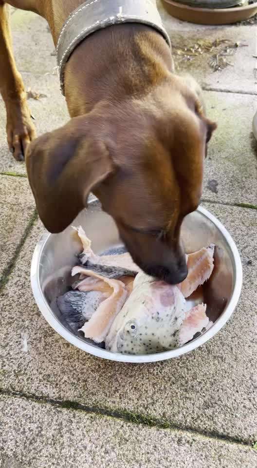 Rhodesian Ridgeback-Beitrag-Bild