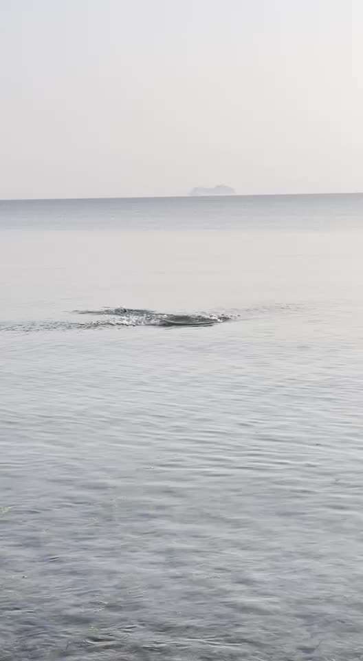 Rhodesian Ridgeback-Beitrag-Bild