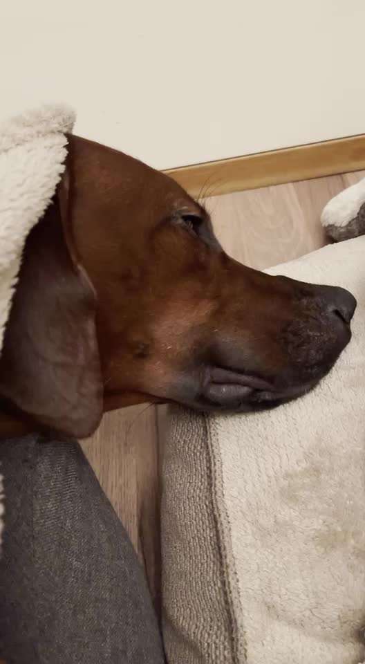 Rhodesian Ridgeback-Beitrag-Bild