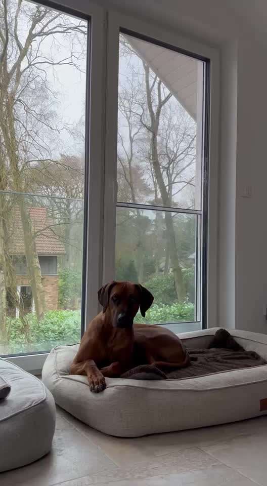 Rhodesian Ridgeback-Beitrag-Bild
