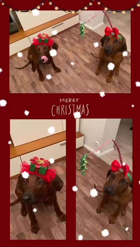 Rhodesian Ridgeback-Beitrag-Bild