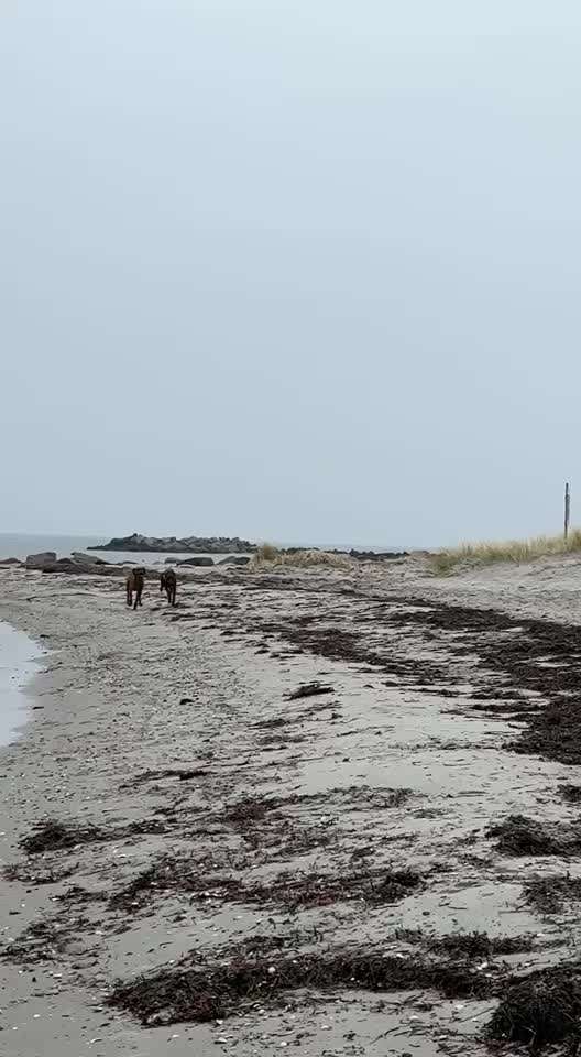 Rhodesian Ridgeback-Beitrag-Bild