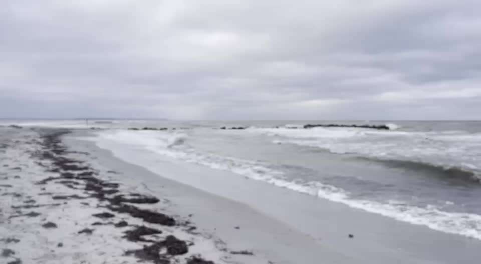 Rhodesian Ridgeback-Beitrag-Bild