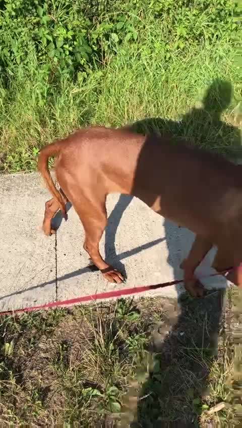 Rhodesian Ridgeback-Beitrag-Bild