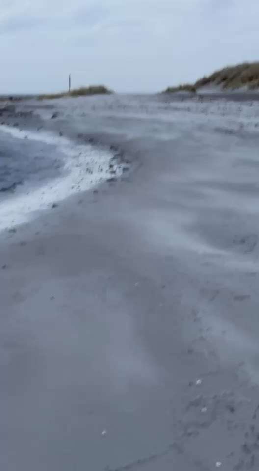 Rhodesian Ridgeback-Beitrag-Bild