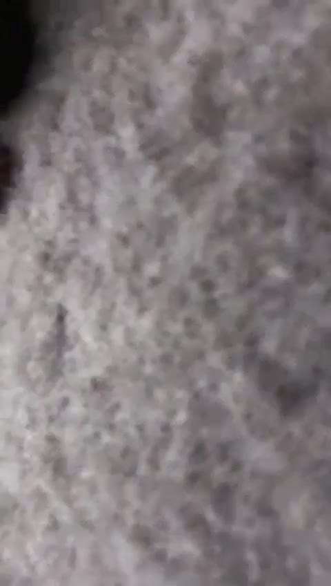 Rhodesian Ridgeback-Beitrag-Bild