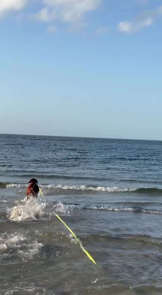 Rhodesian Ridgeback-Beitrag-Bild