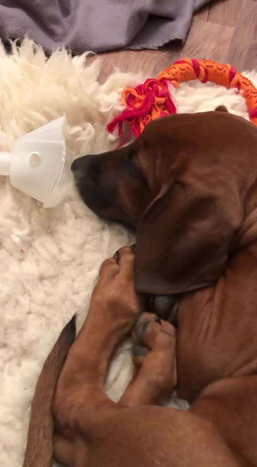 Rhodesian Ridgeback-Beitrag-Bild