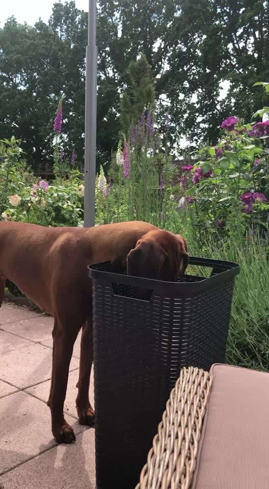 Rhodesian Ridgeback-Beitrag-Bild